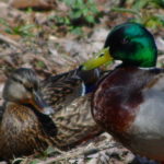 Mallard-Pair-4-17-16