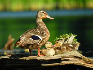 Mallard- two babies