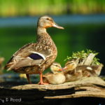 Mallard and her babies