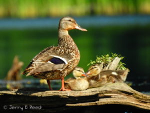 Mallard and her babies