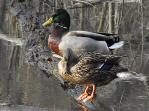 Mallards-apr-2017