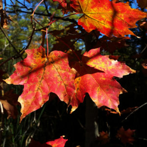 Maple-leaf