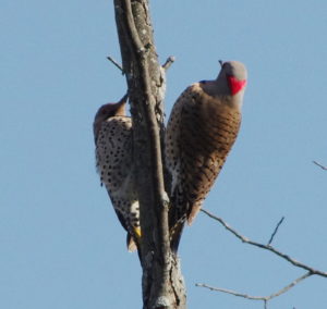 Not-A-reflection - Flicker