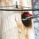 Oriskany-pileated3