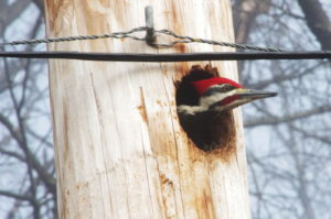 Oriskany-pileated3