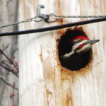 Oriskany-pileated4