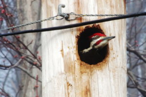 Oriskany-pileated4