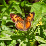 Pearl-Crescent