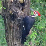 Piliated Woodpecker