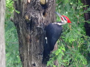 Piliated Woodpecker