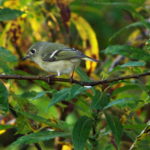 Pine-Warbler