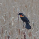 Red-Wing Blackbird