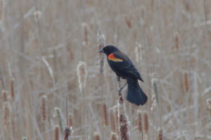 Red-Wing Blackbird