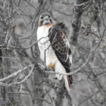 Red-Tail-dec-20-17