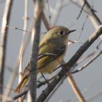 Ruby-crowned-Kinglet