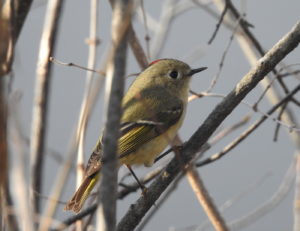 Ruby-crowned-Kinglet