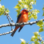 Scarlet Tanager