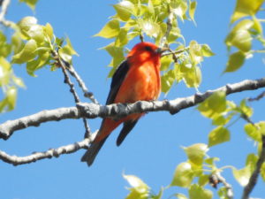 Scarlet Tanager