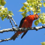 Scarlet Tanager Tilted