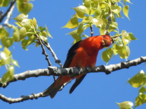 Scarlet Tanager Tilted