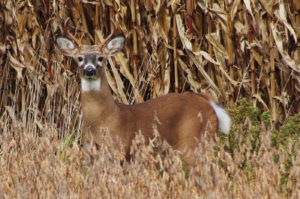 Six-Point-Buck