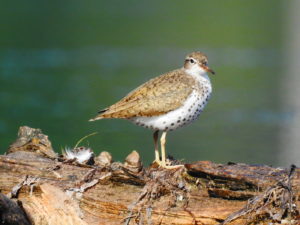 Spotted-Sandpiper