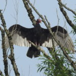 Turkey-Vulture