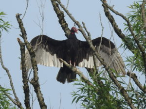 Turkey-Vulture