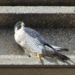 Utica-Astrid-Peregrine