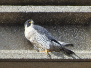 Utica-Astrid-Peregrine