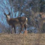 Whitetail-single