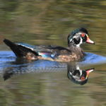 Wood-Duck-Oct21-17