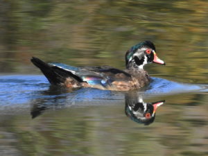 Wood-Duck-Oct21-17