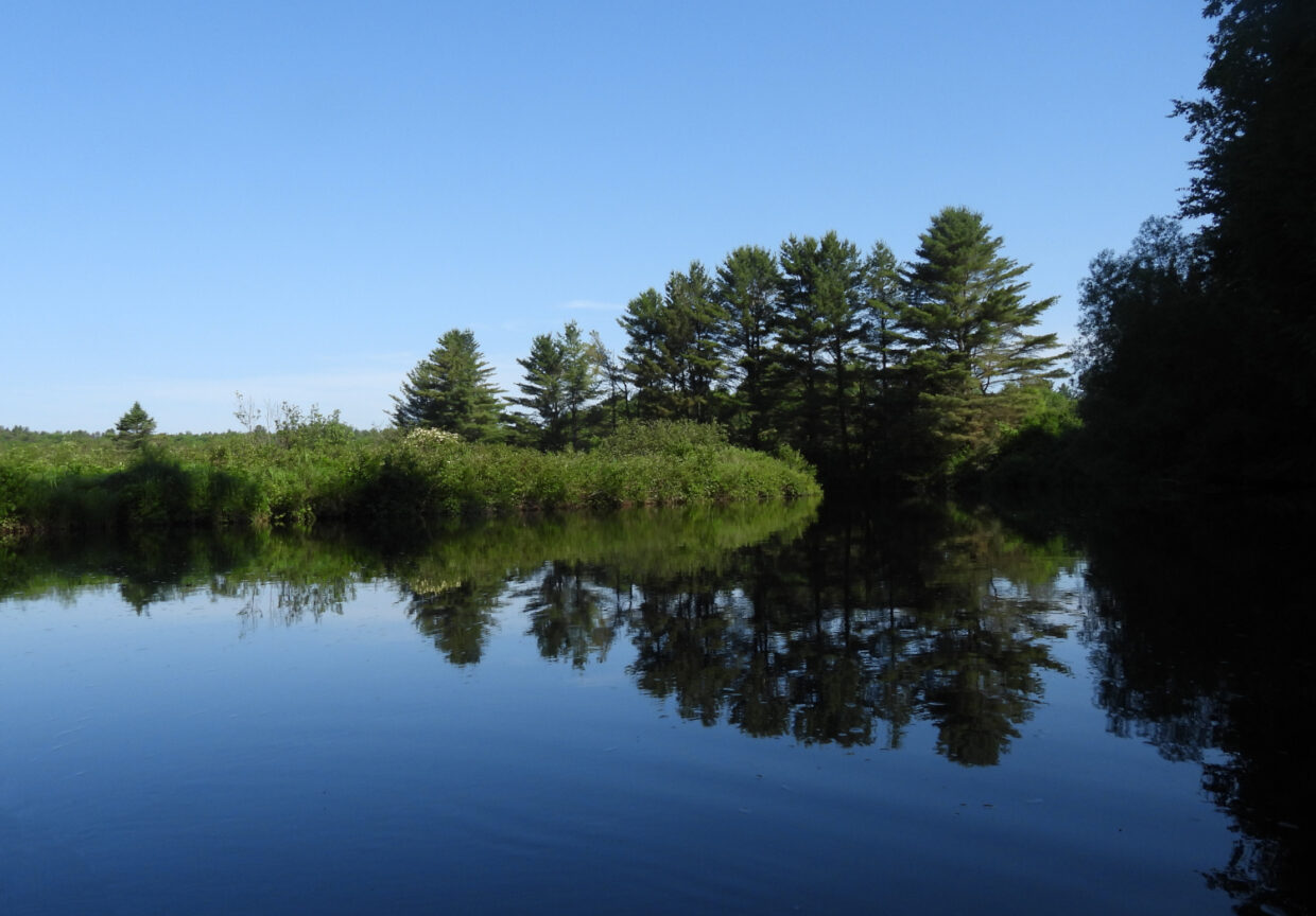 Woodhull Creek View from Kayak