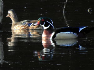 Woodduck-04-2017