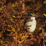 Yellow-Browed Sparrow1