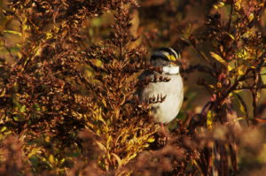Yellow-Browed Sparrow1