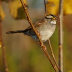 Yellow-Browed Sparrow
