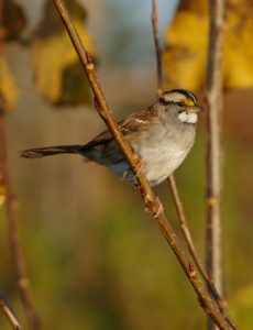 Yellow-Browed Sparrow