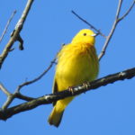 Yellow-Warbler -June-17