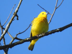 Yellow-Warbler -June-17