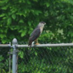 Coopers Hawk