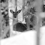 Deer- Egypt Rd-BW