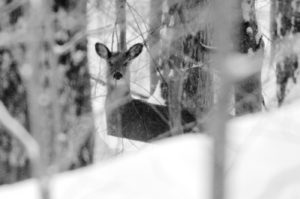 Deer- Egypt Rd-BW