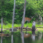 Deer-feeding-Rayhill