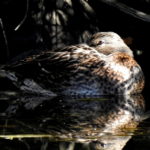 Female -Mallard-oct21-17