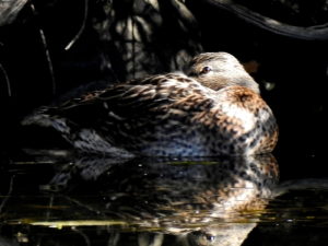 Female -Mallard-oct21-17