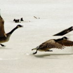 Canada Geese