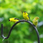 Gold-finches-02