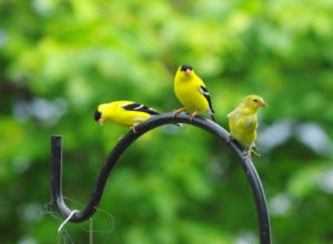 Gold-finches-02